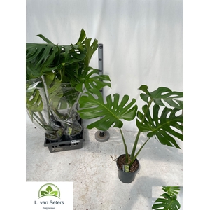 MONSTERA DELICIOSA