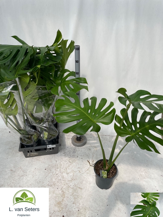 <h4>MONSTERA DELICIOSA</h4>