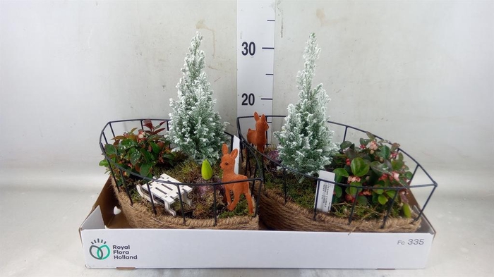 <h4>Arr.   Tuinplanten L%</h4>