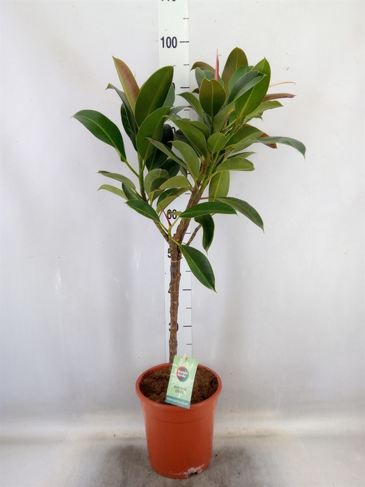 <h4>Ficus elastica 'Melany'</h4>