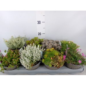 Rotsplanten   ...mix   [Rock plant]
