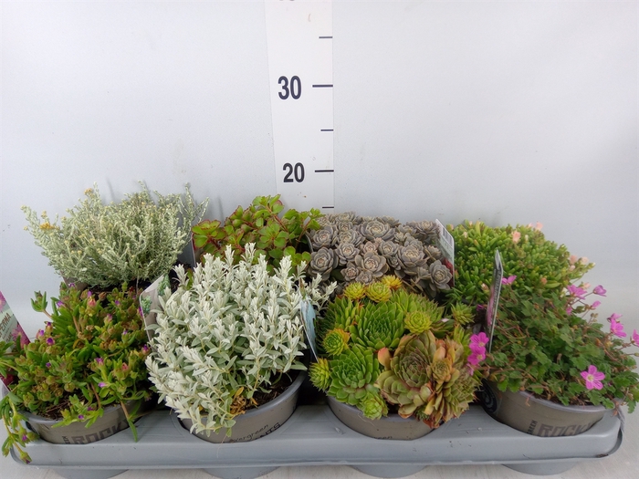 <h4>Rotsplanten   ...mix   [Rock plant]</h4>