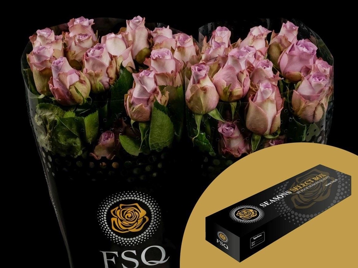 <h4>R GR Mignon Box</h4>