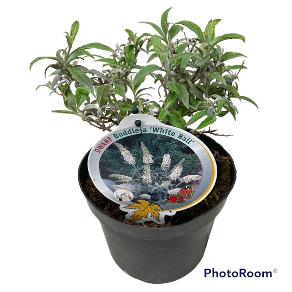 <h4>Buddleja dav. 'White Ball' P19</h4>
