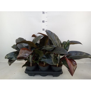 Philodendron  'Imperial Red'