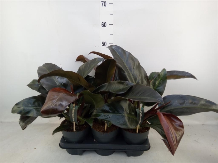 <h4>Philodendron  'Imperial Red'</h4>