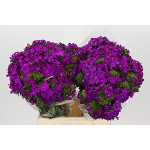 Dianthus Br Amazon Neon Purple