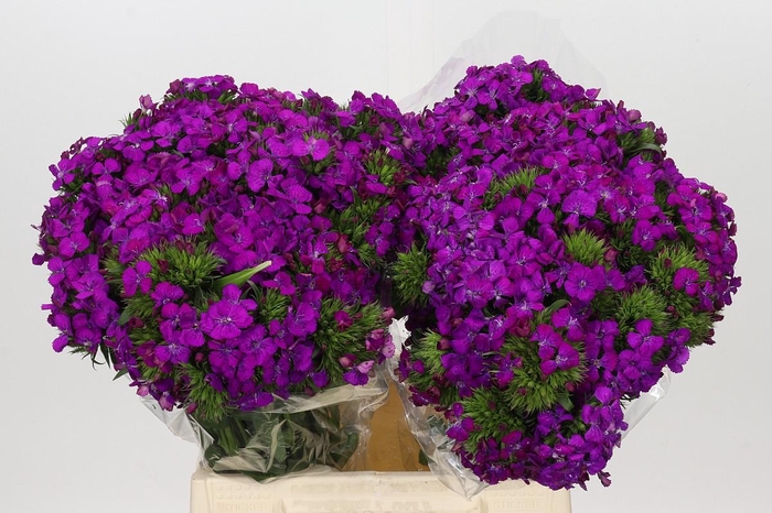 <h4>Dianthus Br Amazon Neon Purple</h4>