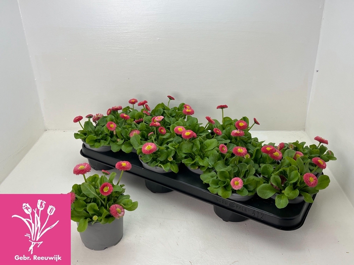 <h4>BELLIS P KL RU ROSE</h4>