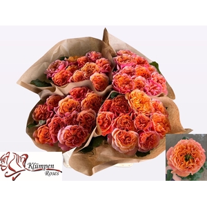 ROSA GR 'SOUTHPARK'
