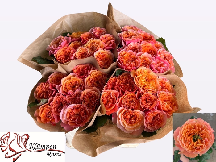 <h4>ROSA GR 'SOUTHPARK'</h4>