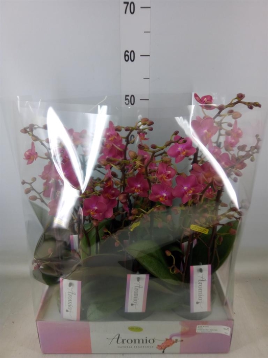 <h4>Phalaenopsis multi.   ...orange</h4>