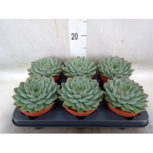 Echeveria pulidonis 'Sky Pearl'