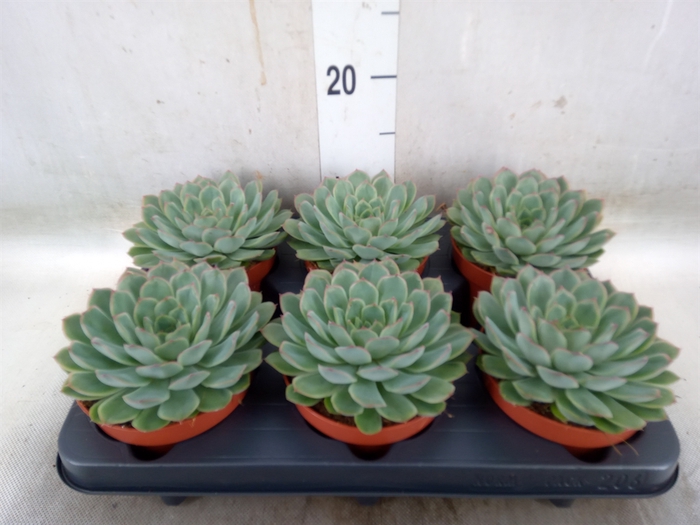 <h4>Echeveria pulidonis 'Sky Pearl'</h4>