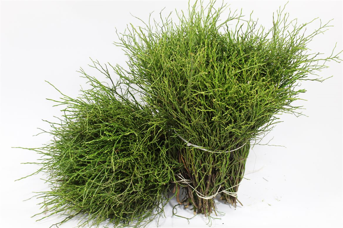 <h4>HEIDELBEER BQ 55 CM</h4>