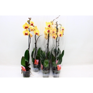 PHAL SOLID GOLD