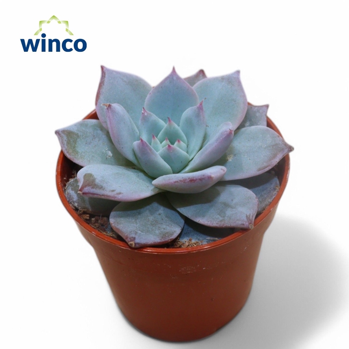 <h4>Echeveria Blue bird</h4>