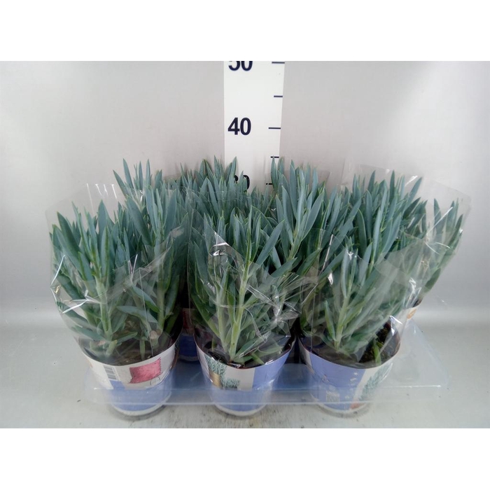 <h4>Curio ficoides 'Mount everest'</h4>