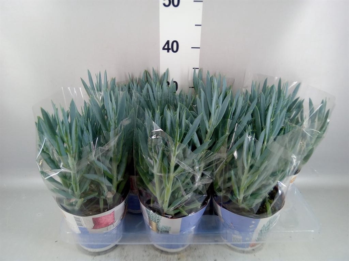 Curio ficoides 'Mount everest'