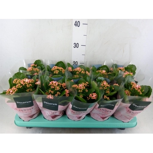 Kalanchoe blos. 'Serenity Pinkwhit'