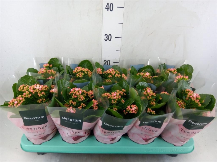 <h4>Kalanchoe blos. 'Serenity Pinkwhit'</h4>