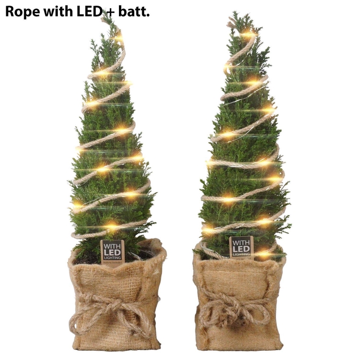 <h4>PTK25217 Ellwoodii in jute met LED</h4>