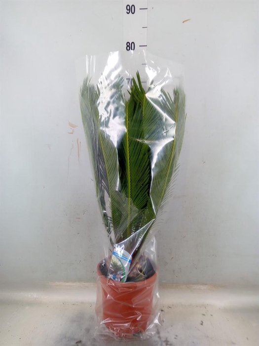 <h4>Cycas revoluta</h4>