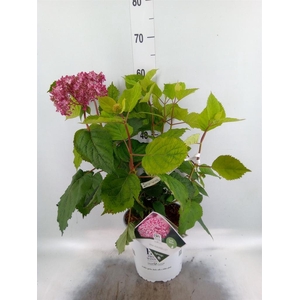 Hydrangea arbor.