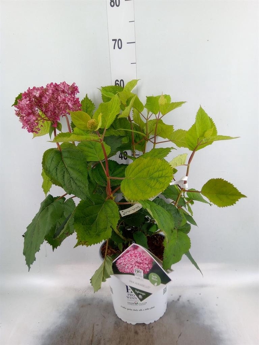 <h4>Hydrangea arbor.</h4>
