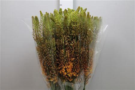 <h4>Eremurus Ruiter</h4>