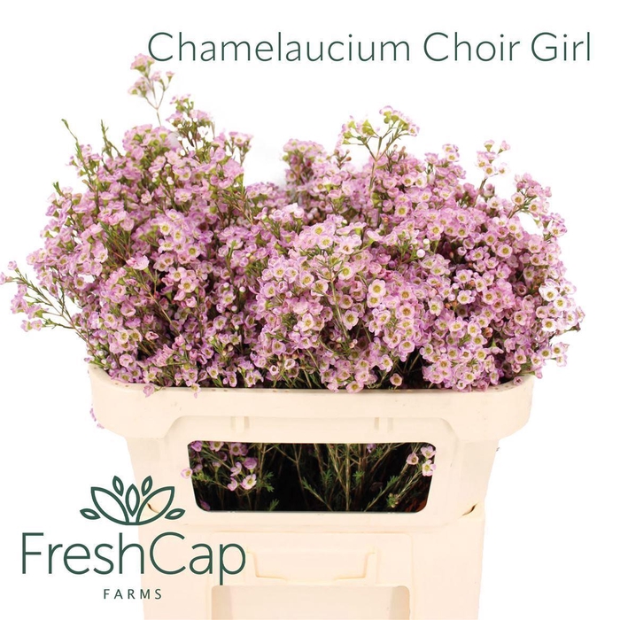 <h4>Chamelaucium 'Choir Girl'</h4>