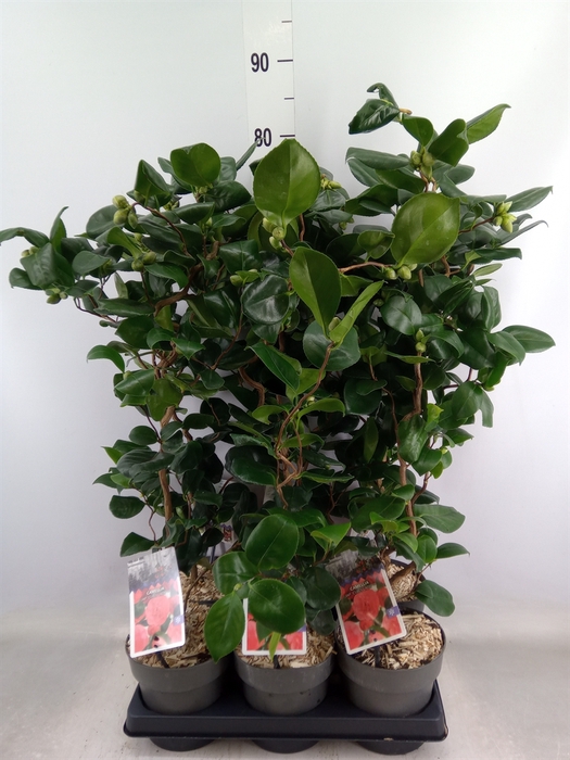 <h4>Camellia japonica</h4>