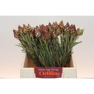 Kaaps Groen Plumosum Rubrum