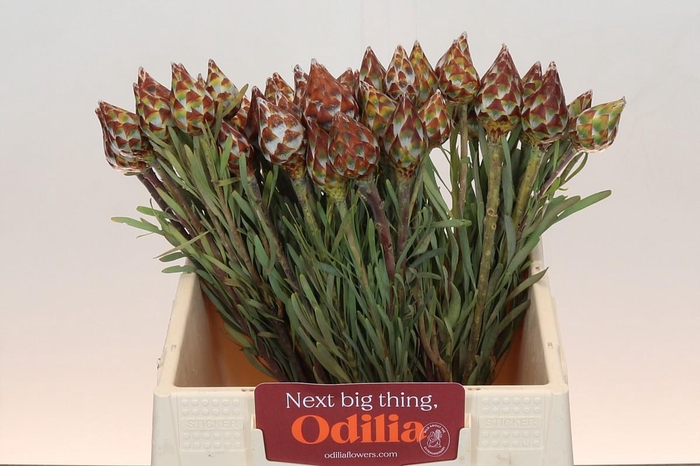 <h4>Kaaps Groen Plumosum Rubrum</h4>