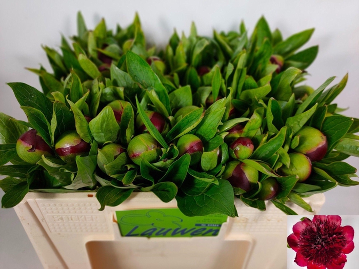 <h4>PAEO RED CHARM</h4>