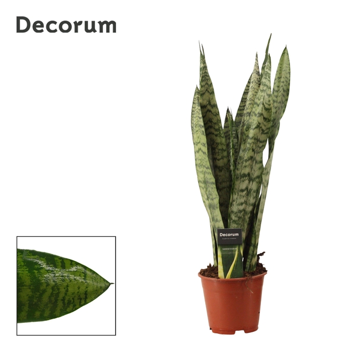 <h4>Sansevieria Zeylanica Regular 14 cm (Decorum)</h4>