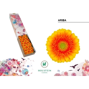 Germini Ariba