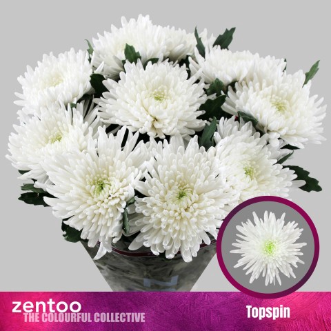 <h4>Chrysanthemum (Indicum Grp) eboutonné Topspin</h4>