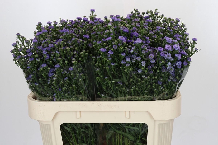 Aster Baby Blue