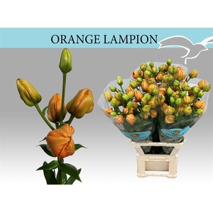 Li La Orange Lampion