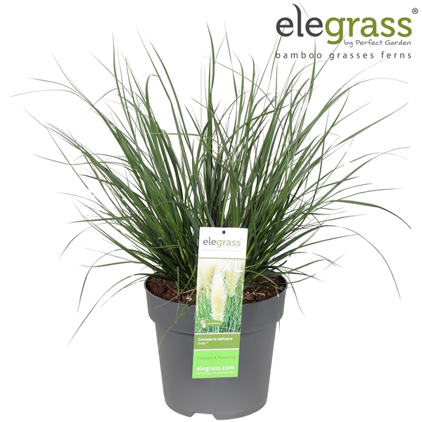 <h4>Cortaderia selloana Evita P29</h4>