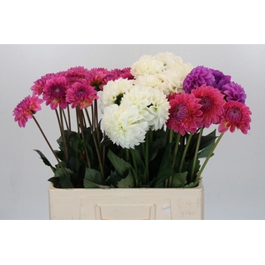 Dahlia Gemengd in fust