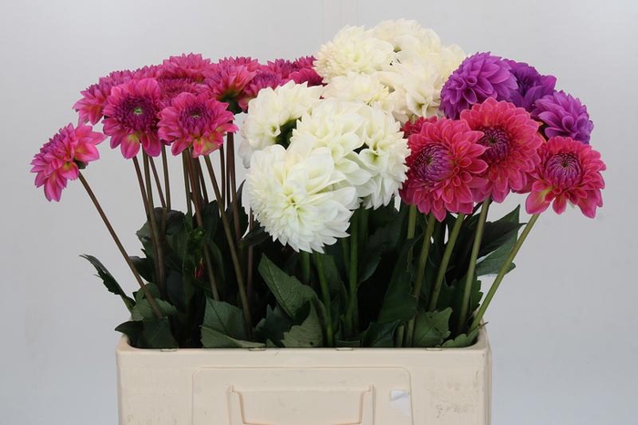 <h4>Dahlia Gemengd in fust</h4>
