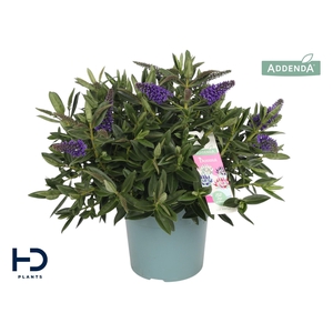 Hebe Addenda Britta XL improved struik p17