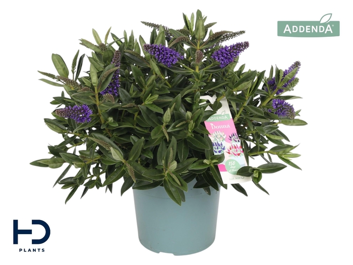 <h4>Hebe Addenda Britta XL improved struik p17</h4>