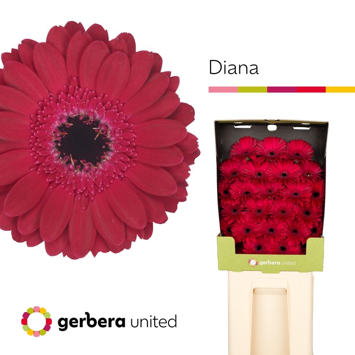 <h4>Germini Diana Diamond</h4>