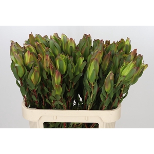 Leucadendron Laurel Yellow Spray