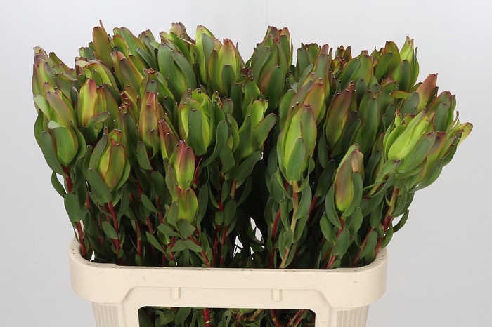 <h4>Leucadendron Laurel Yellow Spray</h4>