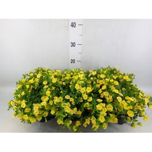 Calibrachoa  'Minifam Dbl Lemon'