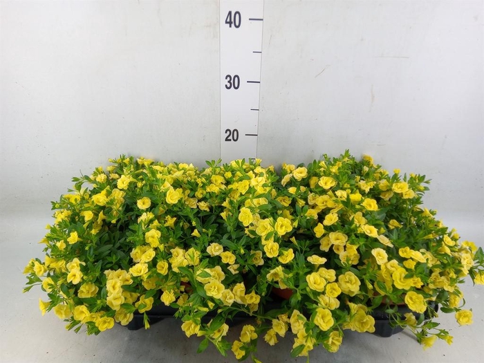 <h4>Calibrachoa  'Minifam Dbl Lemon'</h4>